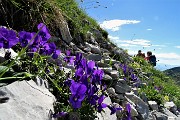 24 Fioriture della Viola di Duby (Viola dubyana) tra le rocce calcaree